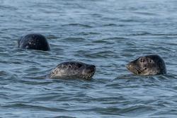 CRESLI Seal walk at Cupsogue Beach