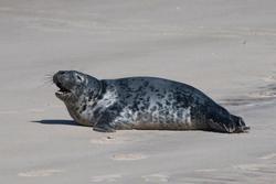 CRESLI Seal walk at Cupsogue Beach