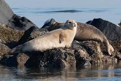 CRESLI Seal walk at Cupsogue Beach