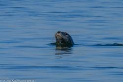 CRESLI Seal walk at Cupsogue Beach