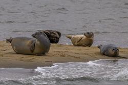 CRESLI Seal Cruise on the RV Peconic