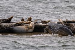 CRESLI Seal Cruise on the RV Peconic