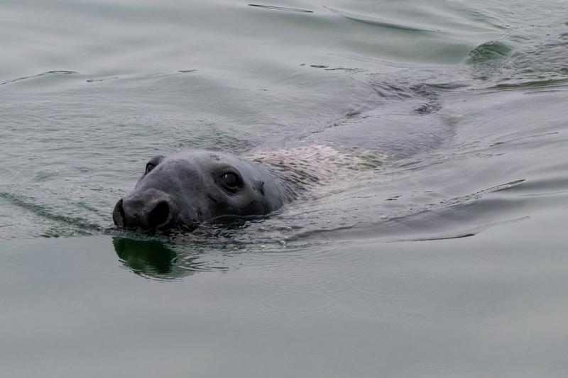 CRESLI Atlantic Gray seal Adoption Package