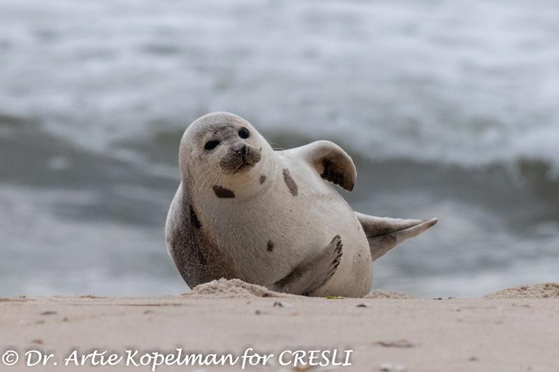 CRESLI Harp seal Adoption Package