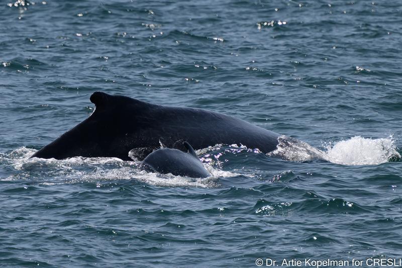 CRESLI Humpback whale mom & calf Adoption Package