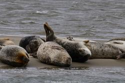 CRESLI Seal Cruise on the RV Peconic