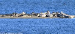 CRESLI Seal walk at Cupsogue Beach