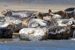 CRESLI Seal Cruise on the RV Peconic