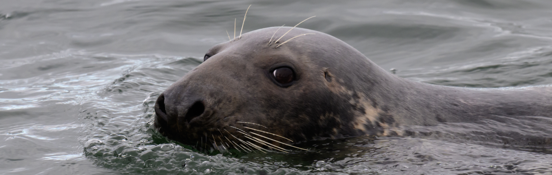 Coastal Research and Education Society of Long Island